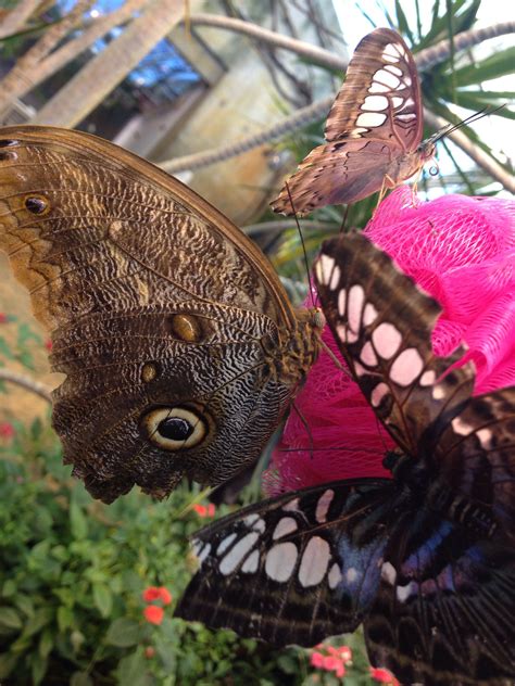 Witness the Dance of Butterflies at Magic Wings in Rochester, NY